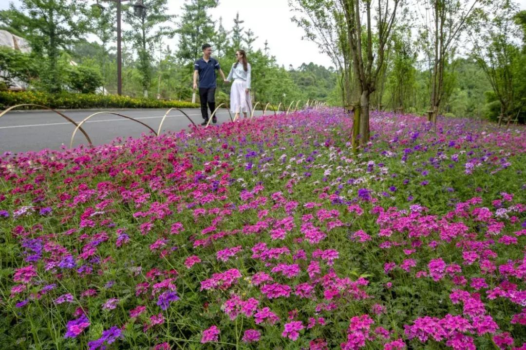 庆祝新中国成立70周年新闻报道,庆祝新中国成立70周年特辑宣讲