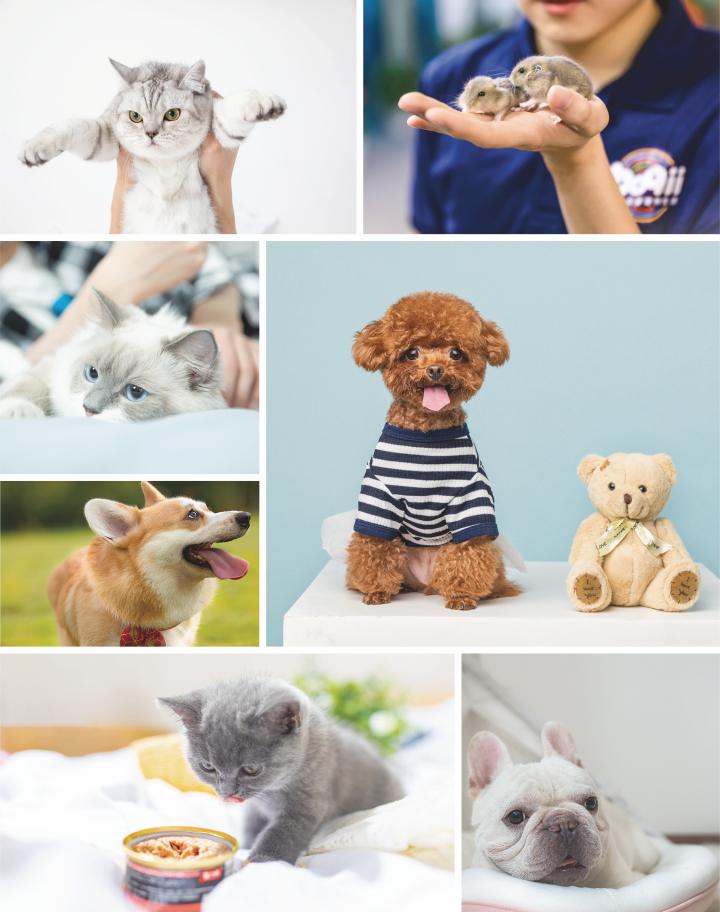 波奇网宠物用品旗舰店,波奇宠物网怎么入驻