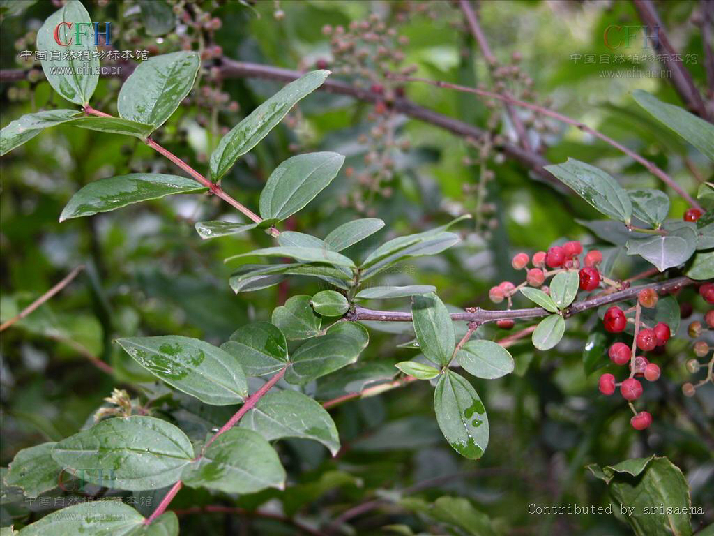 中药材桑叶,马桑叶别名