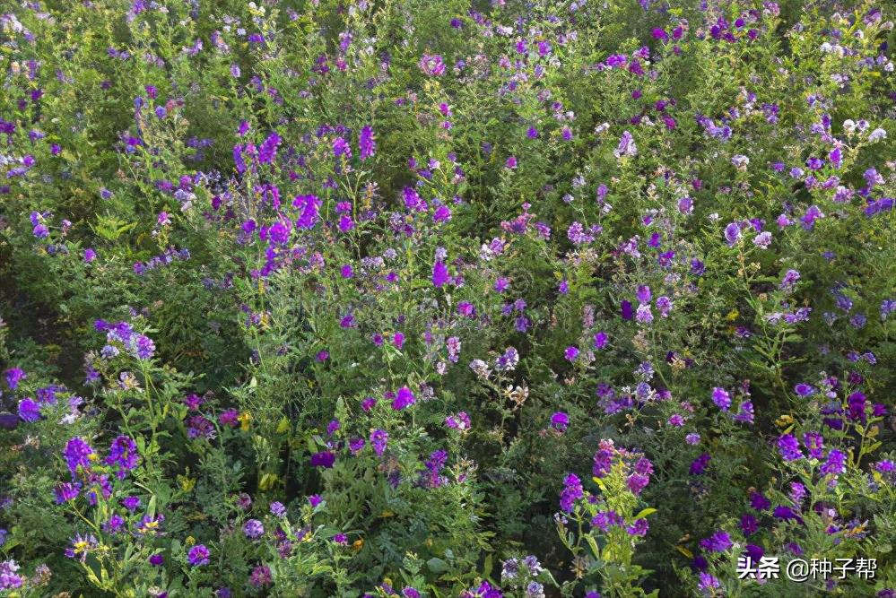 金皇后苜蓿品种介绍,金皇后苜蓿草特性