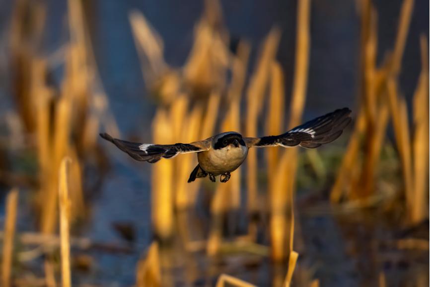 佳能eos鸟眼对焦,佳能拍飞鸟对焦最佳方法