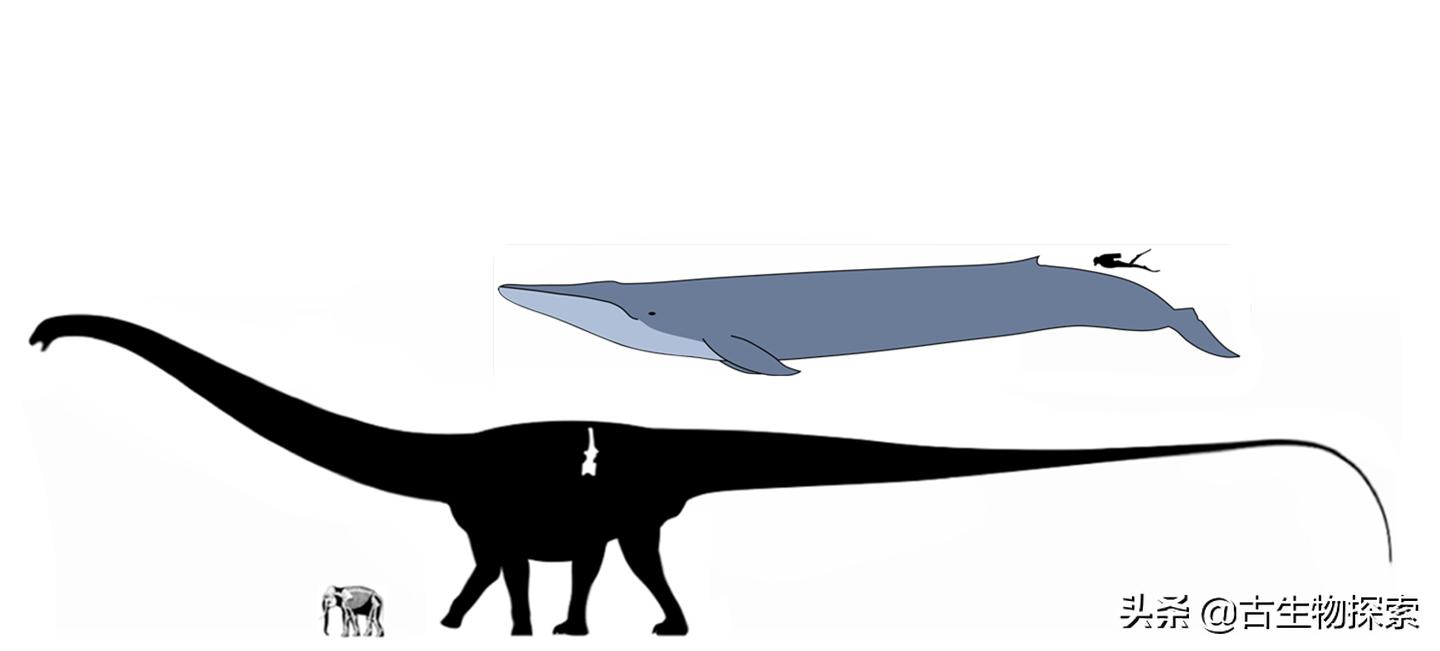 蜥脚类恐龙前十视频,蜥脚类恐龙排名