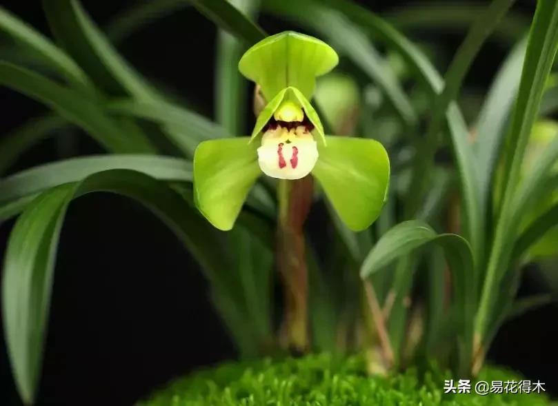 春兰大富贵春剑大富贵区别,春兰大富贵vs春剑大富贵