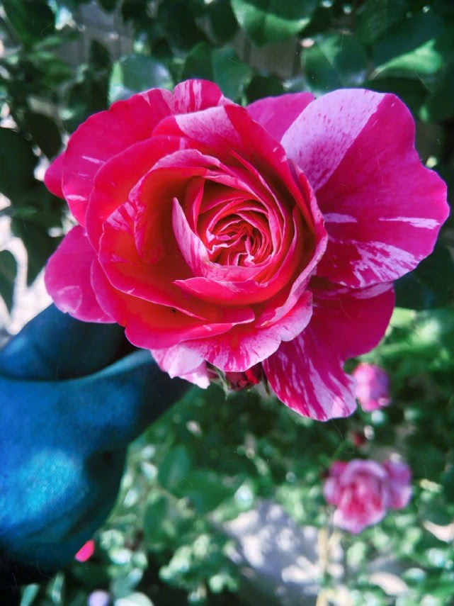 张馨予敷面膜徒手摘花，不惧被吐槽作秀，分享生活感悟满满正能量