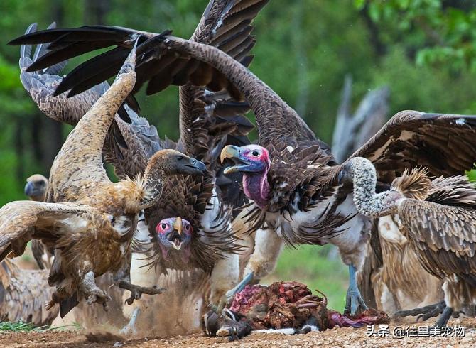 秃鹫就是大自然的清道夫,秃鹫跟鬣狗大自然的清道夫