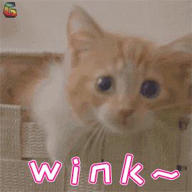 口红推荐黄皮显白不沾杯不拔干,什么口红显白又高级又持久