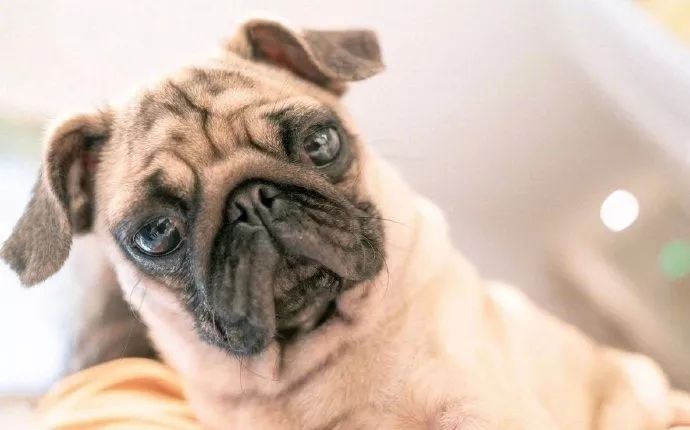 2019宠物排名,2022宠物排行榜