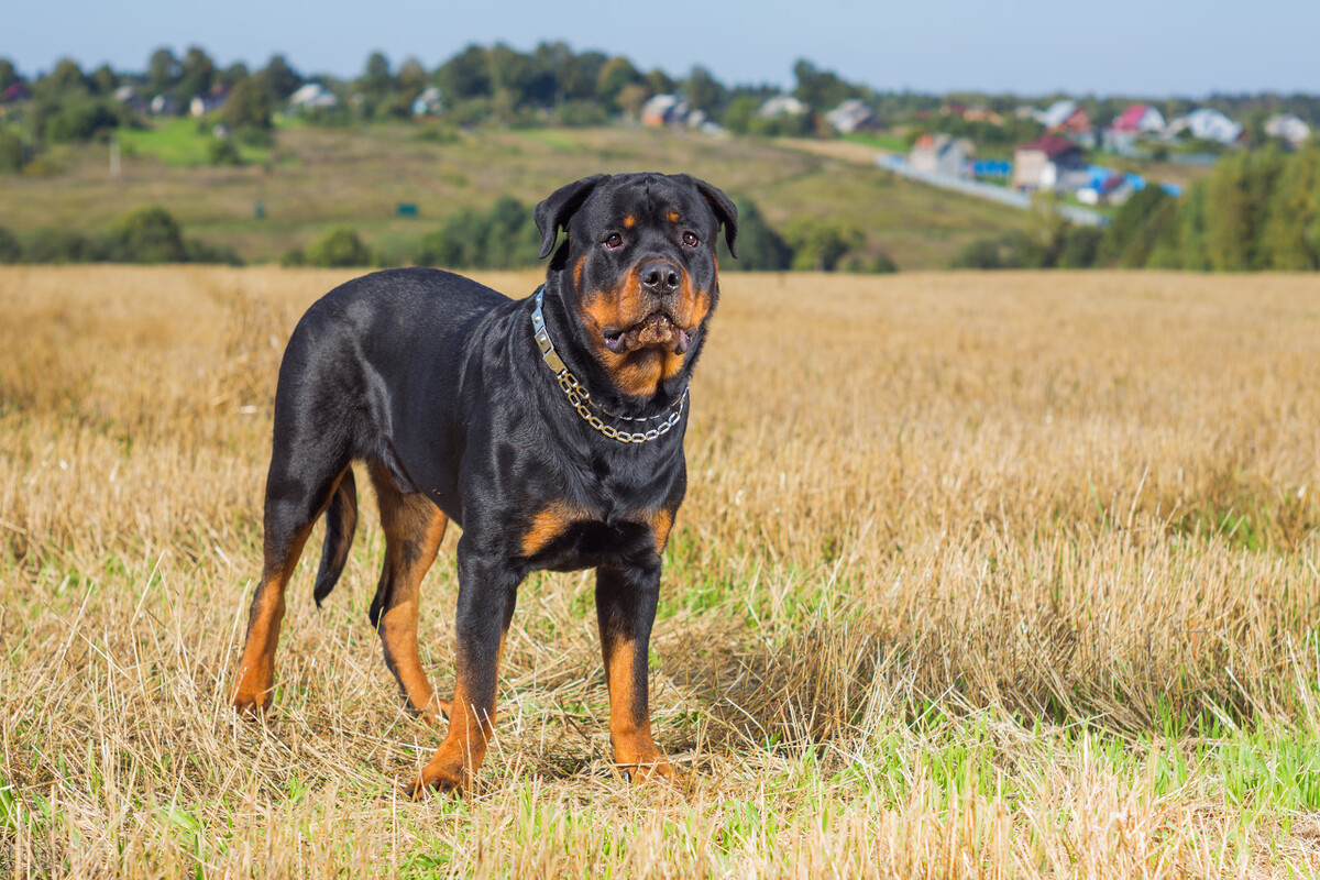 寻根问祖系列（9）：罗威纳犬（Rottweiler）