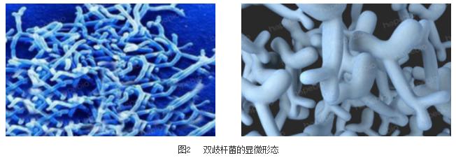 鉴定乳酸菌的常用的培养基是什么,乳酸菌微生物检测