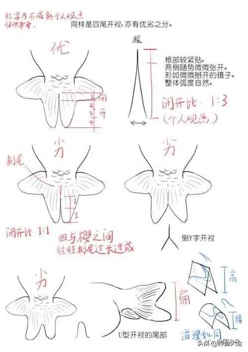 金鱼要怎样买才不会被坑,买金鱼的时候如何选才好