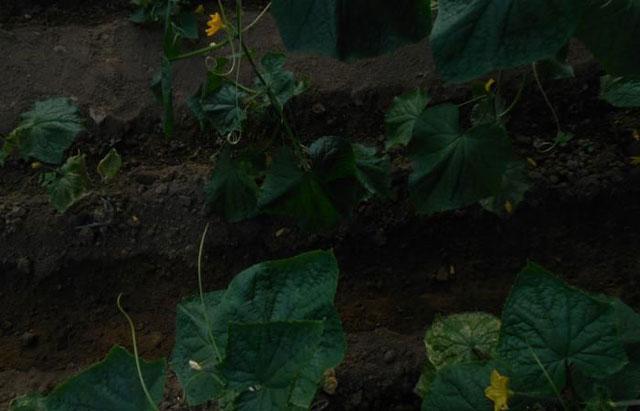 大棚蔬菜的蓟马怎么防治,大棚黄瓜蓟马各种虫害图片