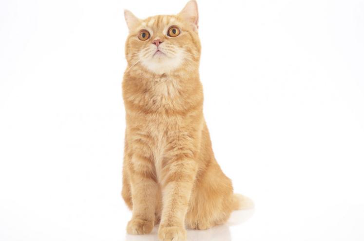 美短常见颜色,美短和英短哪个颜色好看