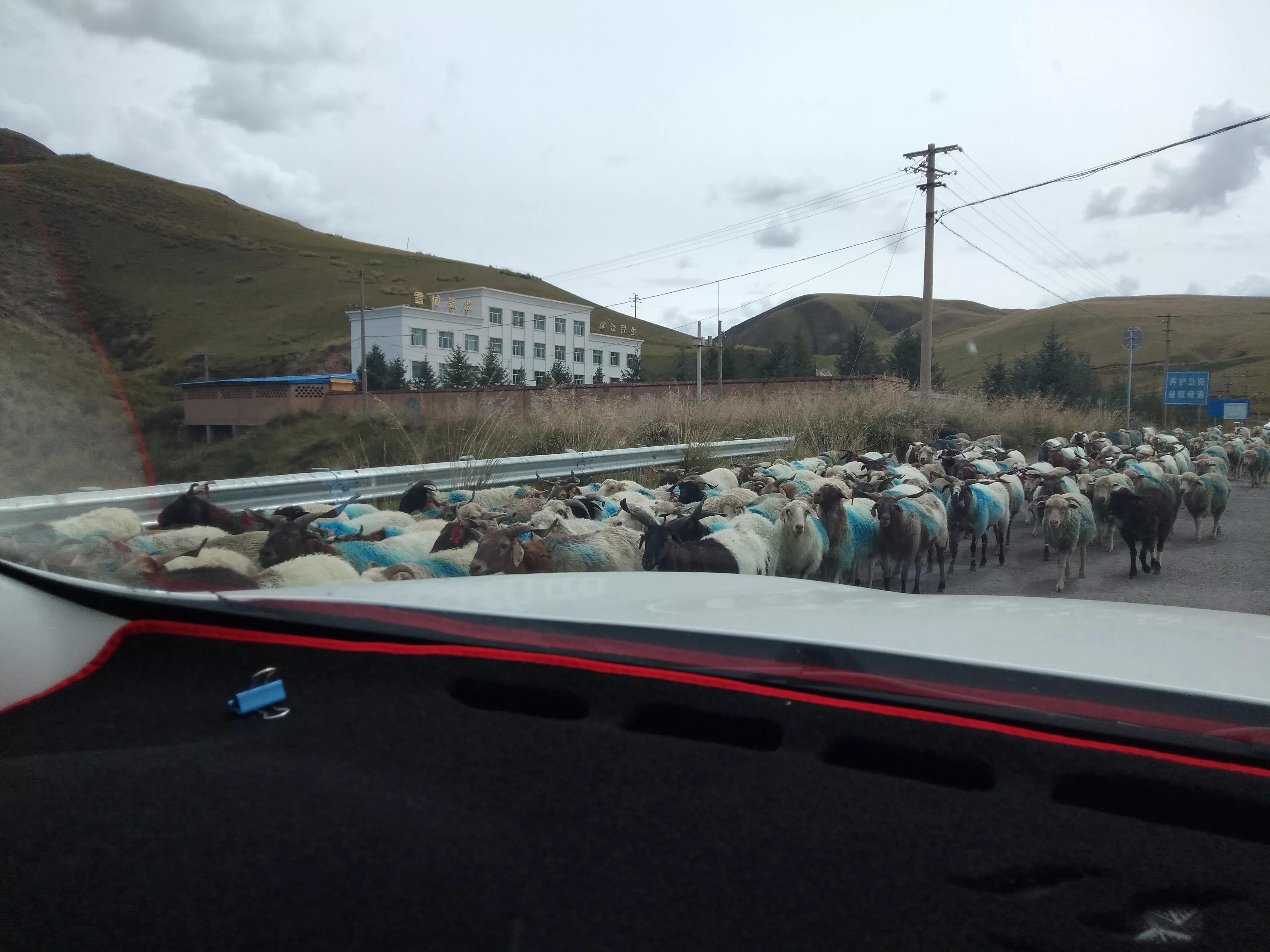 母羊低温表现,母羊感冒有什么表现