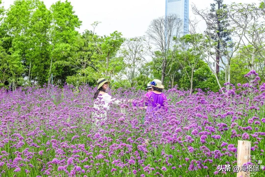 绱壊姊﹀够鑺辨捣鍏洯,娣卞湷鏅綏鏃烘柉2024绱壊鑺辨捣