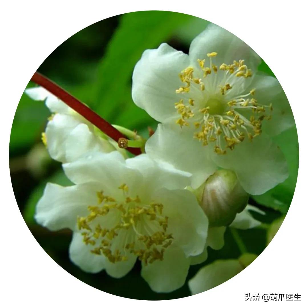 养猫能养啥花草,养了猫还可以养兔子吗