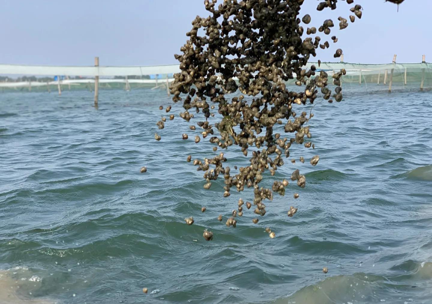 养殖小龙虾的十大骗局,小龙虾养殖血泪史