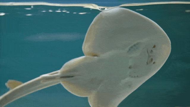 大连么么哒动物园 (大连小众动物园)