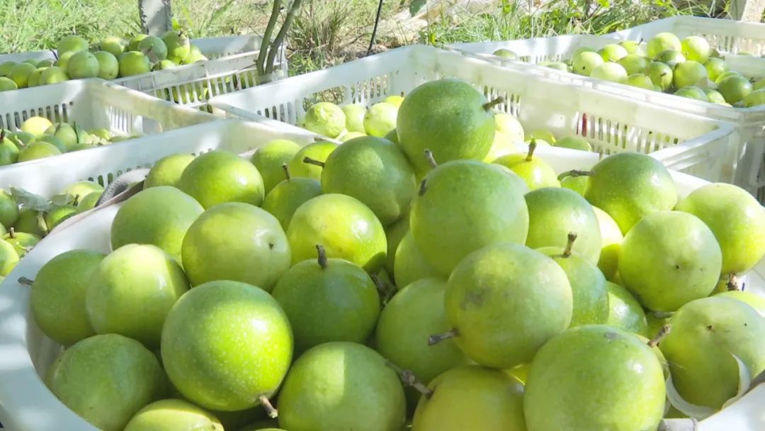致富有道︱小小黄金百香果，托起乡村“致富梦”