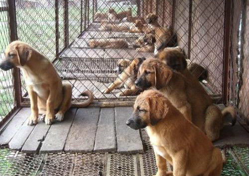 肉狗养殖的基本知识,肉狗养殖有套路吗