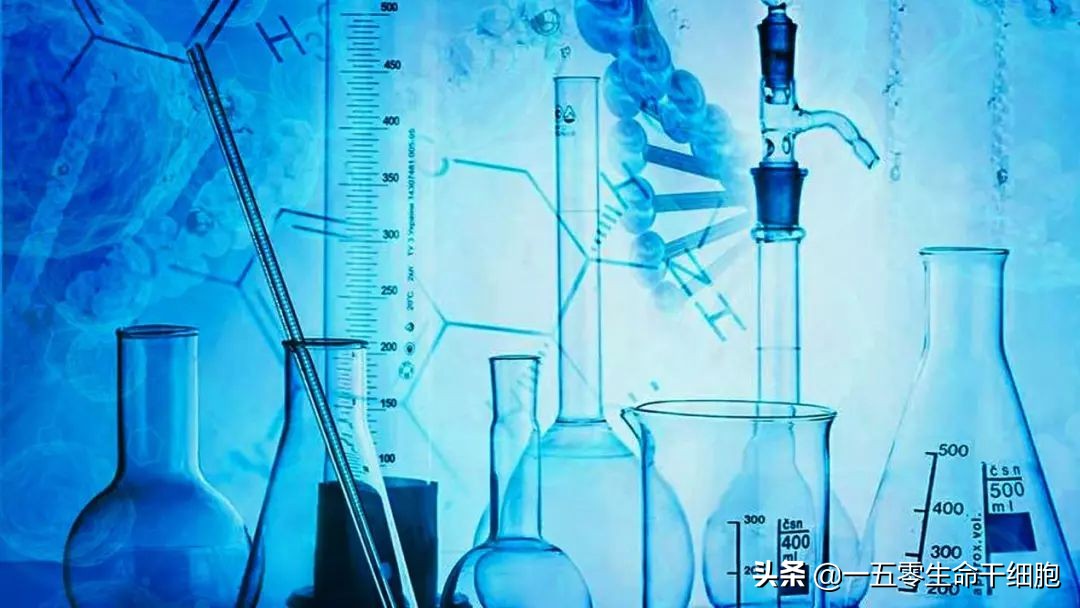 干细胞疗法的这个作用，改善了白癜风的免疫紊乱状况