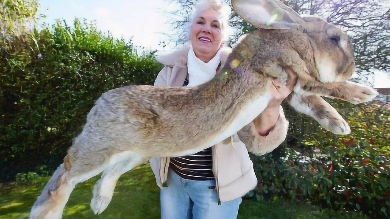 澳洲兔子吃什么好,澳洲兔子吃了什么