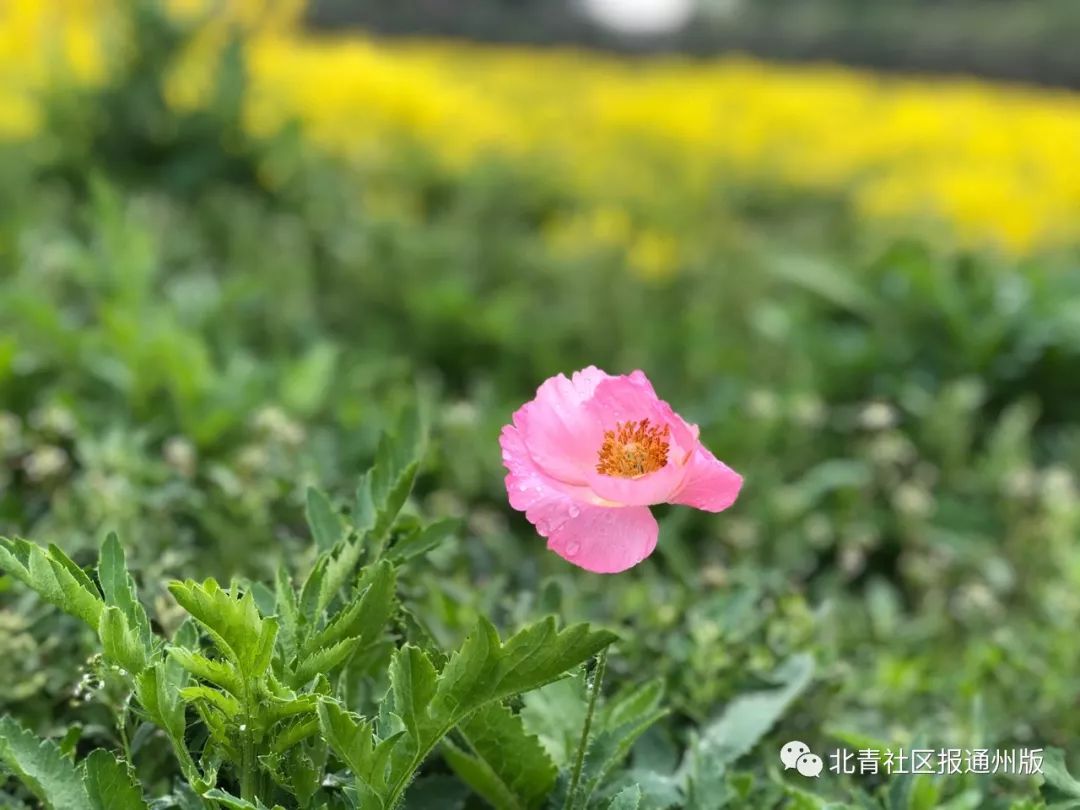 打卡北京紫谷伊甸园虞美人花海,通州看花的景点推荐免费