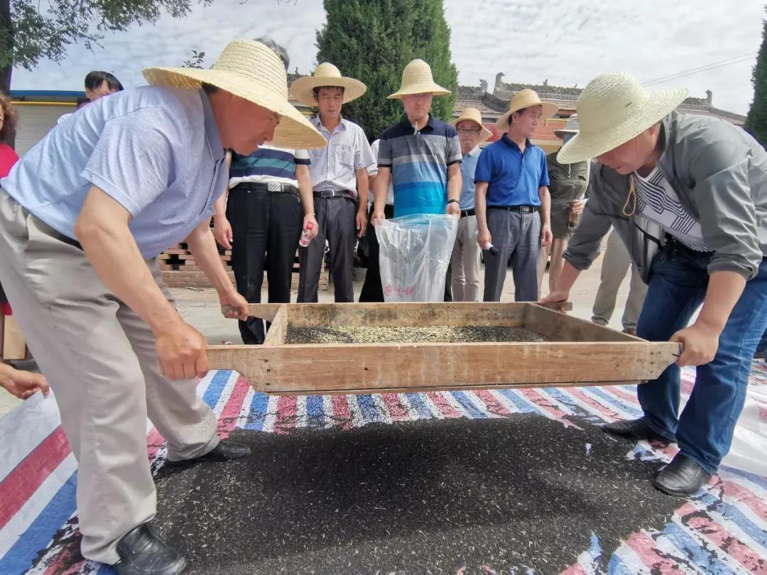 高产抗病油菜新品种,长江中下游油菜高产稳产新品种