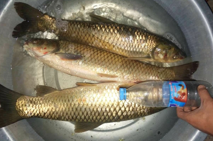 野钓大鱼小鱼的小妙招,野钓小鱼的五个小技巧