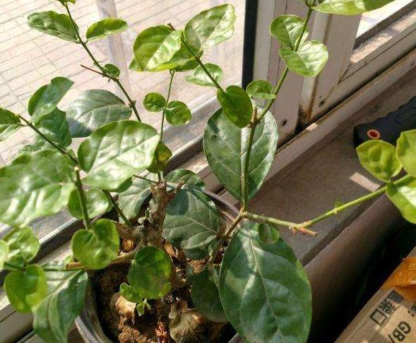 茉莉花过冬的最佳方法,茉莉花过冬枝芽全部枯萎后怎么办