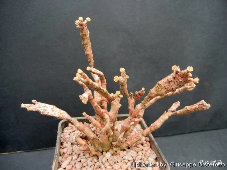 多肉奇趣麒麟好养吗,多肉植物奇葩有趣