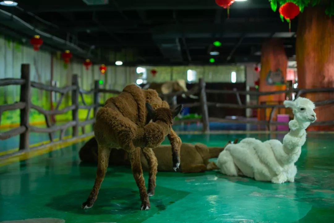 海花岛海洋乐园萌宠表演场,海花岛海洋乐园萌宠剧场