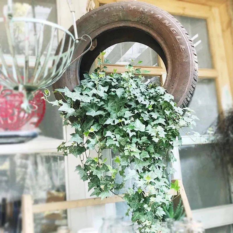 常春藤哪种适合盆栽好看,室内常春藤的养殖方法和注意事项