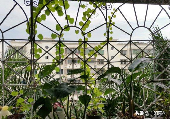 山乌龟养几年开花,养乌龟跟绿萝