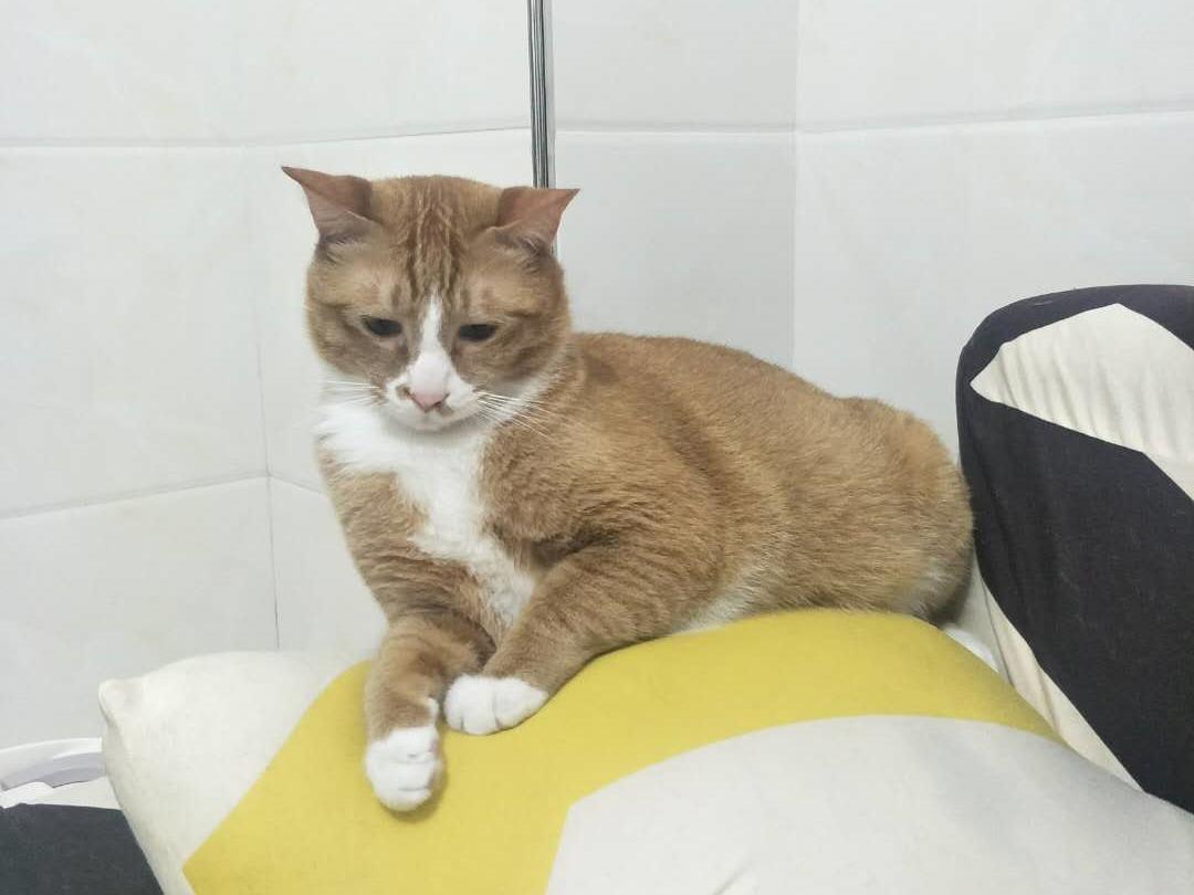 资深猫奴的猫粮,猫奴十三推荐猫粮