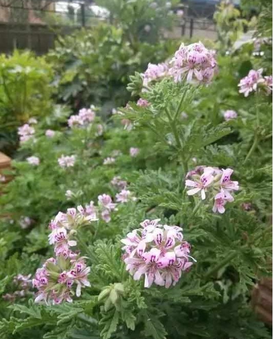 好养又散发氧气的盆栽,室内四季开花好养带香的盆栽