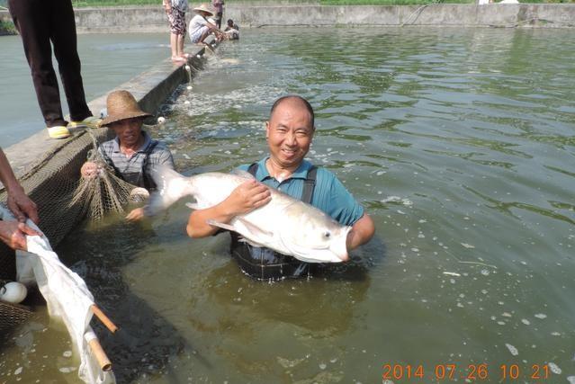科普鱼类的知识,不同的鱼类生长过程