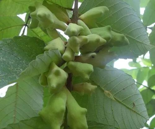 五倍子外用真实效果,中药五倍子功效作用