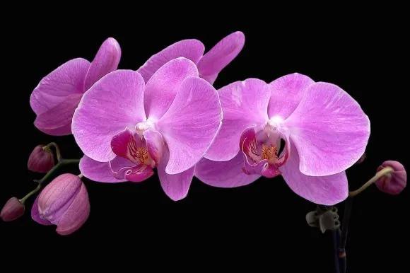 50种·蓝紫色系植物,尊享高贵典雅浪漫的视觉盛宴