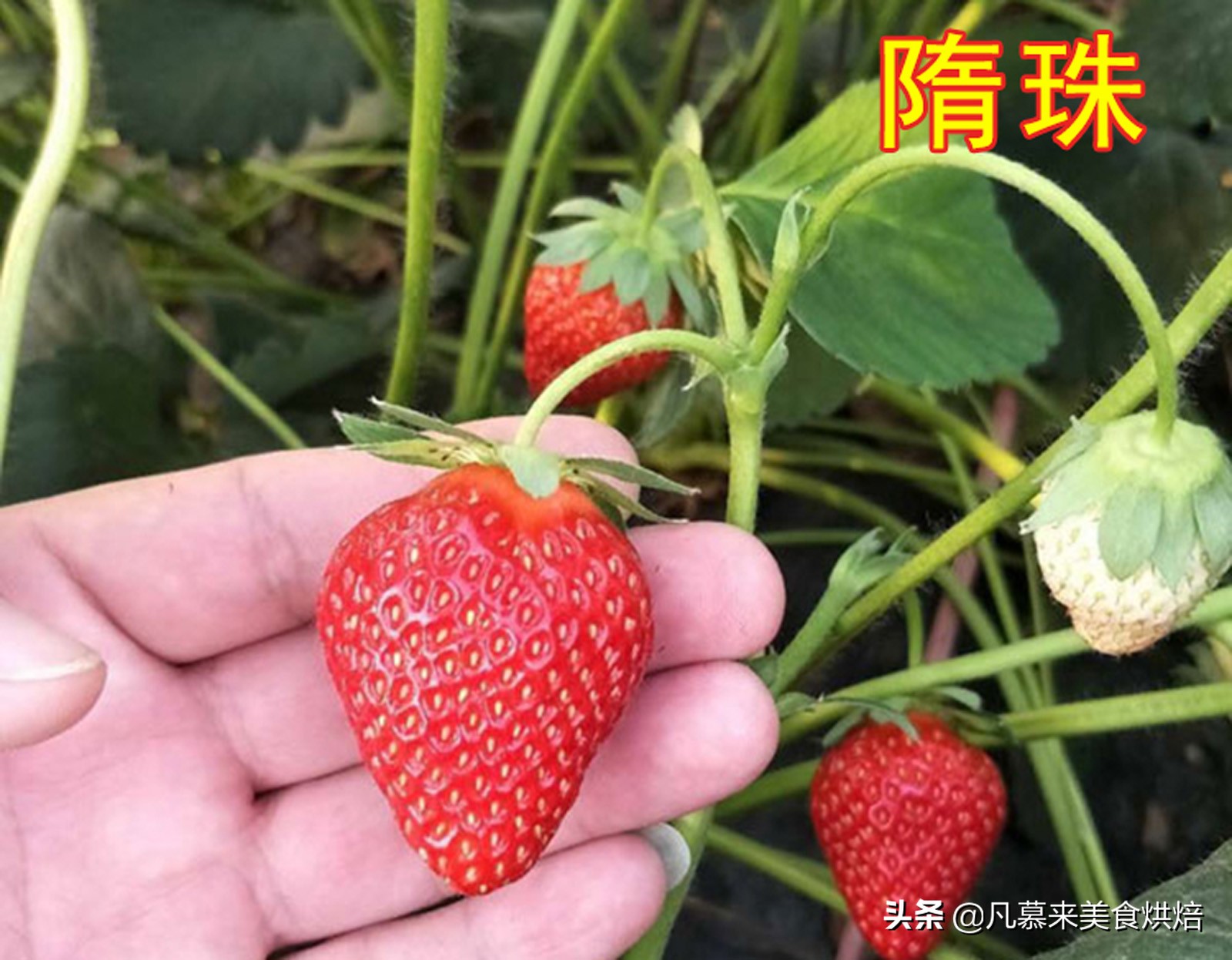 草莓哪个品种最好吃又好种,2018产量最好最大的草莓品种