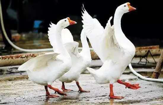 云林鹅,云林鹅无锡