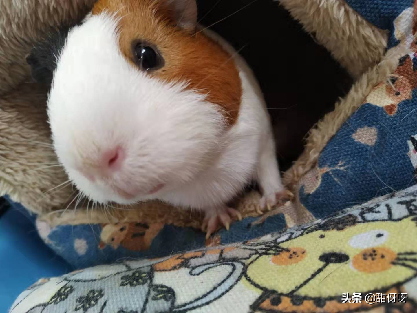 荷兰猪生病如何处理最好,荷兰猪生病去哪里治