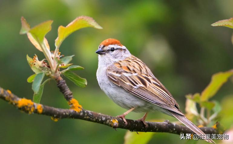 小鸟生病了怎么治疗最快,宠物鸟生病了怎么治