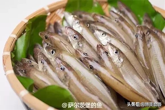 32种经典寿司做法视频,寿司常用的鱼