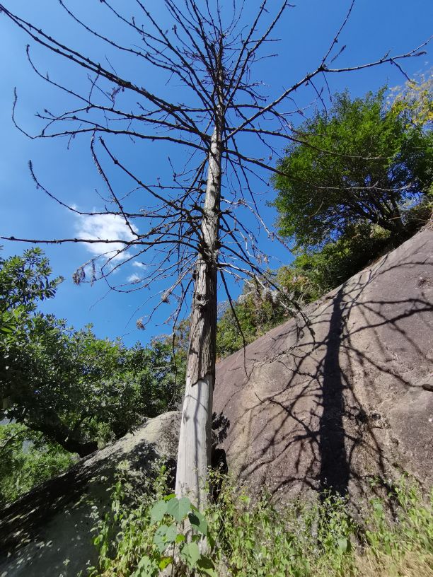 温州瓯海古洞岩景区,温州市瓯海仙岩风景区