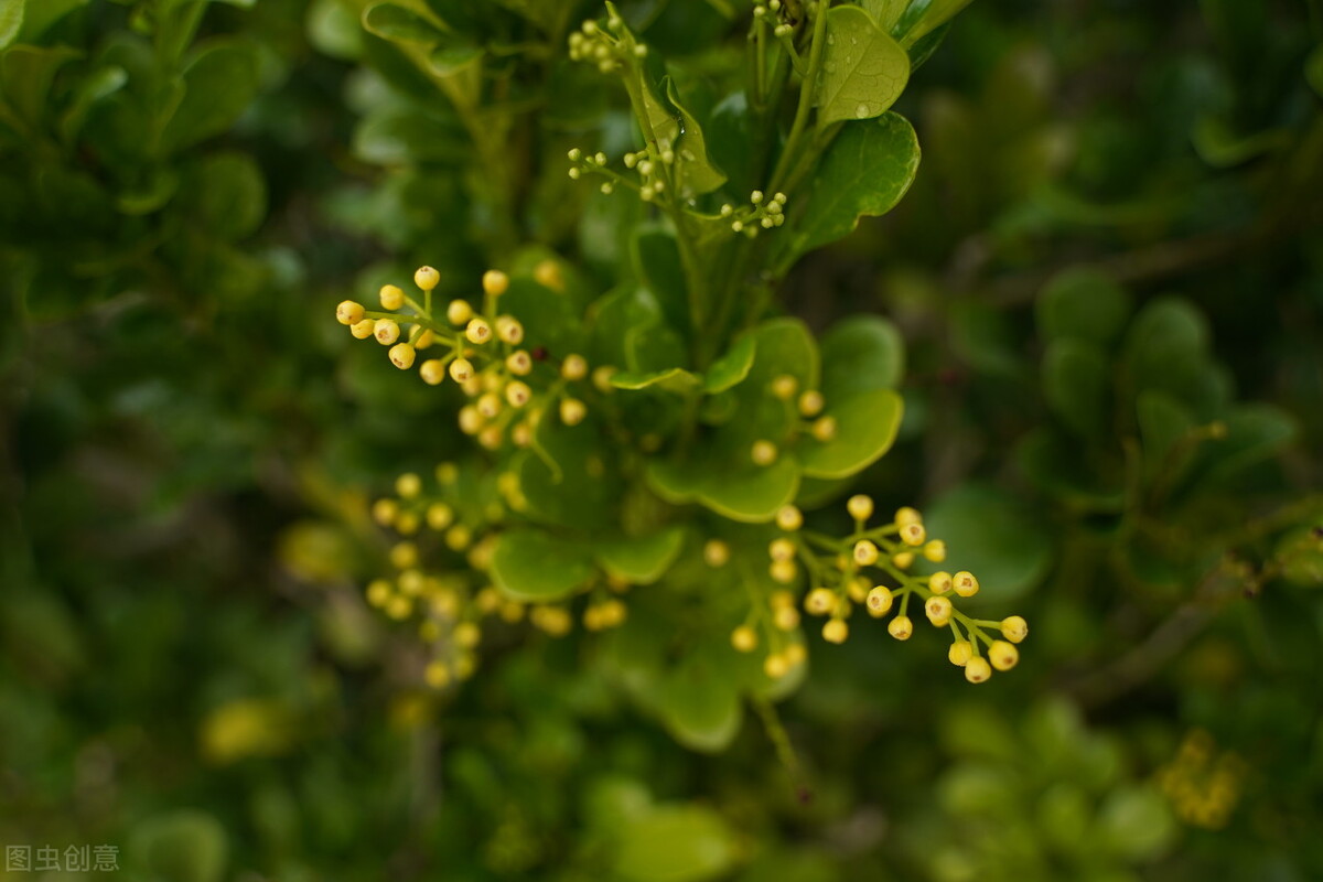 90岁老奶奶的养花生活记录,小阳台养花草