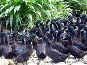 母鸭输精的正确方法,母鸡和母鸭的输精方法的区别