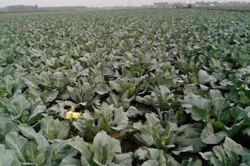 花椰菜的幼苗防病管理,菜农种菜怎么预防虫害