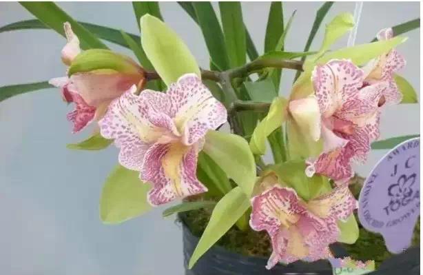 极品中的精品兰花,带你回忆天价兰花蕙兰篇