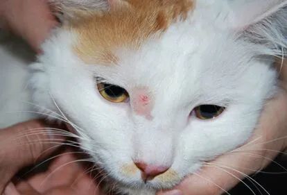 人得了猫癣越来越严重怎么办,怎么预防猫癣最有效的方法