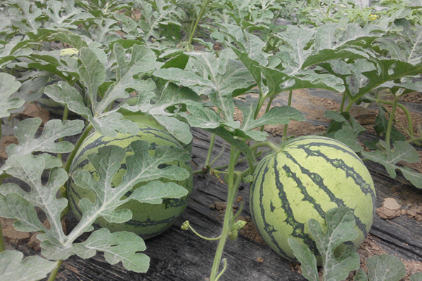 西瓜阴皮病防治特效药,西瓜青皮病用什么药